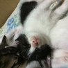 めがねちゃんです サムネイル3