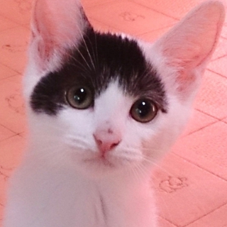 お転婆、テツコ