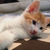 茶トラシロの雄の仔猫。おとなしいです。 サムネイル3
