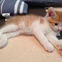 茶トラシロの雄の仔猫。おとなしいです。
