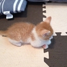 茶トラシロの雄の仔猫。おとなしいです。 サムネイル2