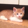 茶トラシロの雄の仔猫。おとなしいです。 サムネイル5