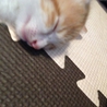 茶トラシロの雄の仔猫。おとなしいです。 サムネイル4