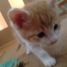 茶トラシロの雄の仔猫。おとなしいです。 サムネイル7