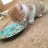 茶トラシロの雄の仔猫。おとなしいです。 サムネイル6