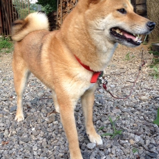 小さく、おとなしい４才純血柴犬！