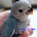 青いコザクラインコ里親募集