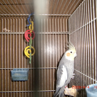 オカメインコ　オス