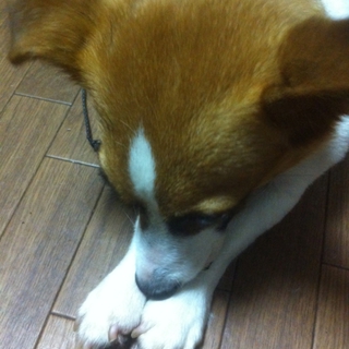 可愛がって頂ける方募集中です。