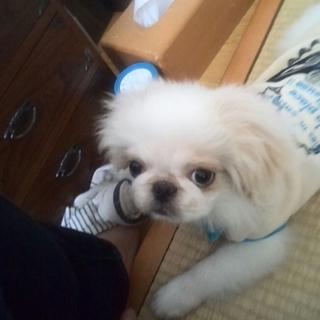 元気で甘えん坊のペキニーズの子犬のパパ&ママ募集！