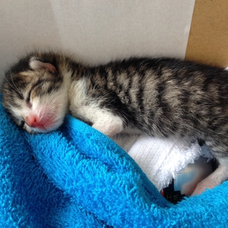 職場の敷地内で保護した、生後1週間の子猫です。