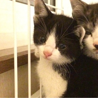 白黒ハチワレ女子。あわびちゃん