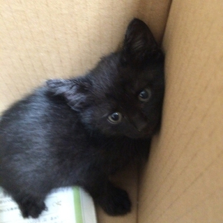 かわいい子猫の里親募集です！よろしくお願いします。