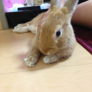 可愛いミニウサギです(^^)