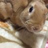 可愛いミニウサギです(^^) サムネイル4