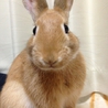 可愛いミニウサギです(^^) サムネイル3