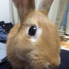 可愛いミニウサギです(^^) サムネイル2