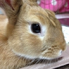 可愛いミニウサギです(^^) サムネイル6