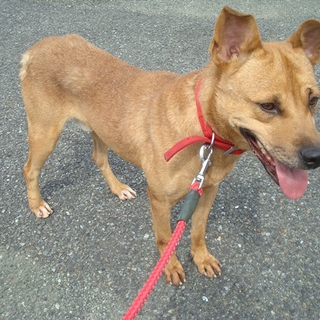 譲渡されたそうです♪♪