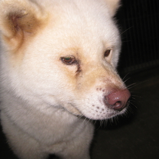 期限切迫！！若くて大人しい秋田犬の女の子