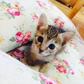 可愛い盛りのチビにゃん