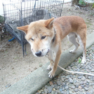 里親さんに無事譲渡されたそうです。