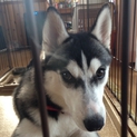 犬が好きな人