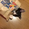 白黒はちわれ、ポイント付きのさざえちゃん サムネイル5