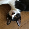 白黒はちわれ、ポイント付きのさざえちゃん サムネイル2