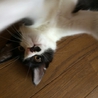 白黒はちわれ、ポイント付きのさざえちゃん サムネイル3