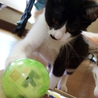 白黒はちわれ、ポイント付きのさざえちゃん サムネイル4
