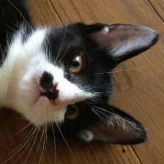 白黒はちわれ、ポイント付きのさざえちゃん