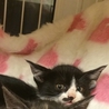白黒はちわれ、ポイント付きのさざえちゃん サムネイル6