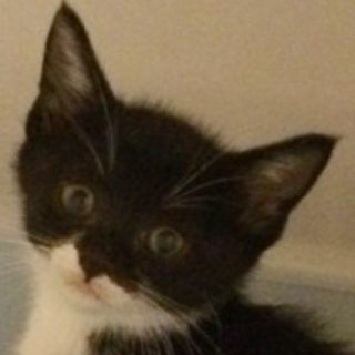 黒マスクのむーるちゃん