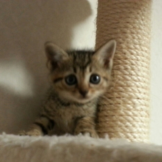 保護子猫の、里親さん募集！
