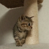 保護子猫の、里親さん募集！ サムネイル2