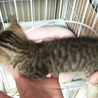 保護子猫の、里親さん募集！ サムネイル3