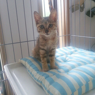 甘えん坊のキジトラちゃん♡生後約２ヶ月過ぎ