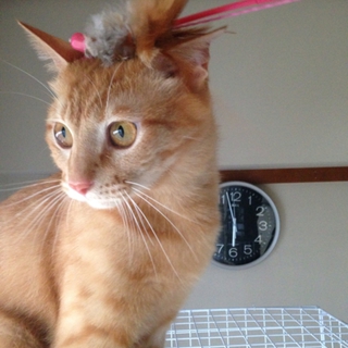 茶トラのわんぱくオス猫、レオ！