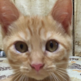 福島市に移動★大きなお目目の茶とら。あさりちゃん
