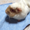 モルモットを可愛がってくれる方。