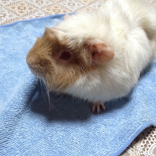 モルモットを可愛がってくれる方。