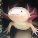 ゴールデンウィーク生まれのウーパールーパー