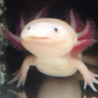 ゴールデンウィーク生まれのウーパールーパー