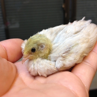 可愛いヒメウズラの中ヒナ３羽