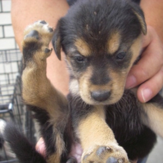 約1～1.5ヶ月のカワイイ兄妹仔犬の家族募集！！
