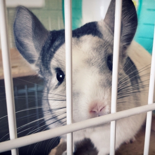 チンチラ(多くのコメントありがとうございました)