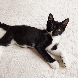 とても人懐こい白ソックスの男の子です