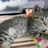 保護子猫の、里親さん募集！ サムネイル2