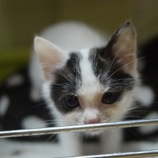 シェルター入口に捨てられてた△さんかくちゃん♀三毛